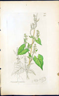 Old Print Polygonum Convolvolus Smith Sowerby 1847 British Plants Botany 19th