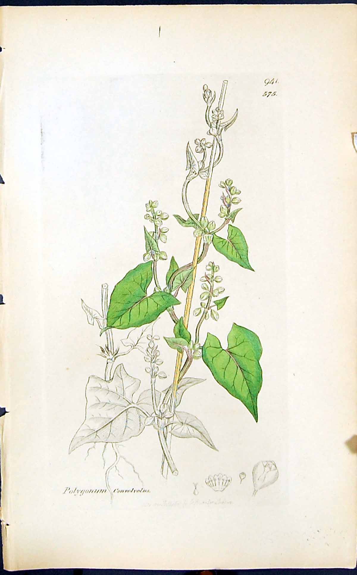 Old Print Polygonum Convolvolus Smith Sowerby 1847 British Plants Botany 19th