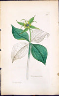 Antique Old Print Paris Quadrifolia Smith Sowerby 1847 British Plants Botany