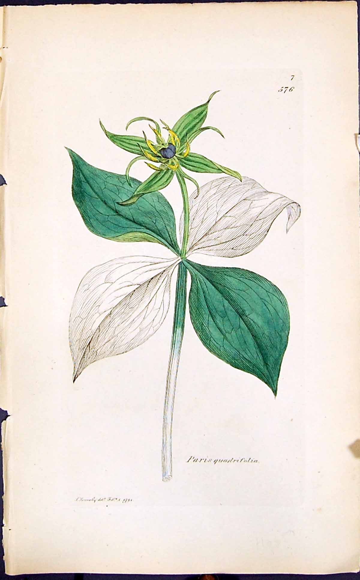 Antique Old Print Paris Quadrifolia Smith Sowerby 1847 British Plants Botany