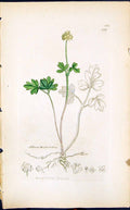 Antique Print Adoxa Moschatellina Smith Sowerby 1847 British Plants Botany 19th