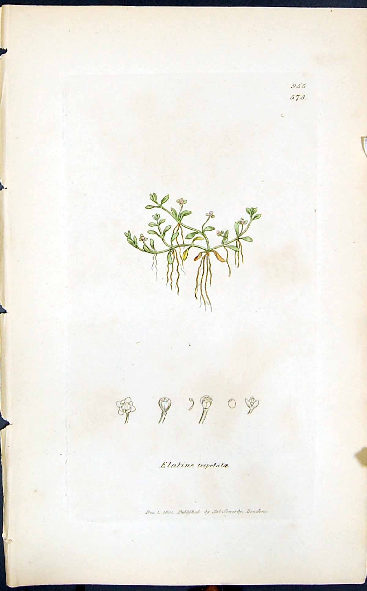 Antique Old Print Elatine Tripetala Smith Sowerby 1847 British Plants Botany