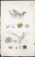 Old Antique Print Green Plants Colour Smith Sowerby 1847 British Botany 19th