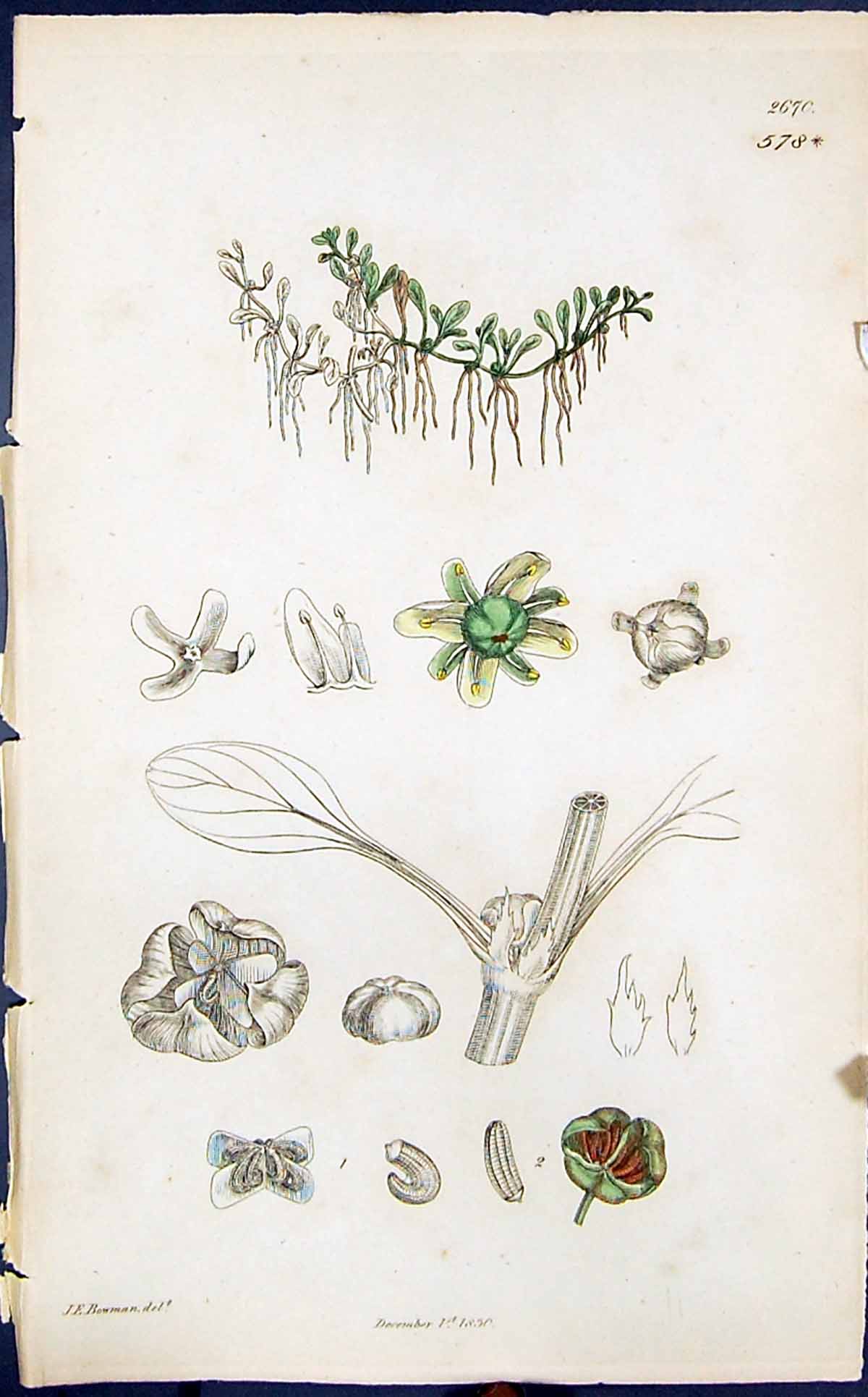 Old Antique Print Green Plants Colour Smith Sowerby 1847 British Botany 19th