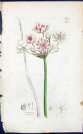 Antique Old Print Butomus Umbellatus Smith Sowerby 1847 British Plants Botany