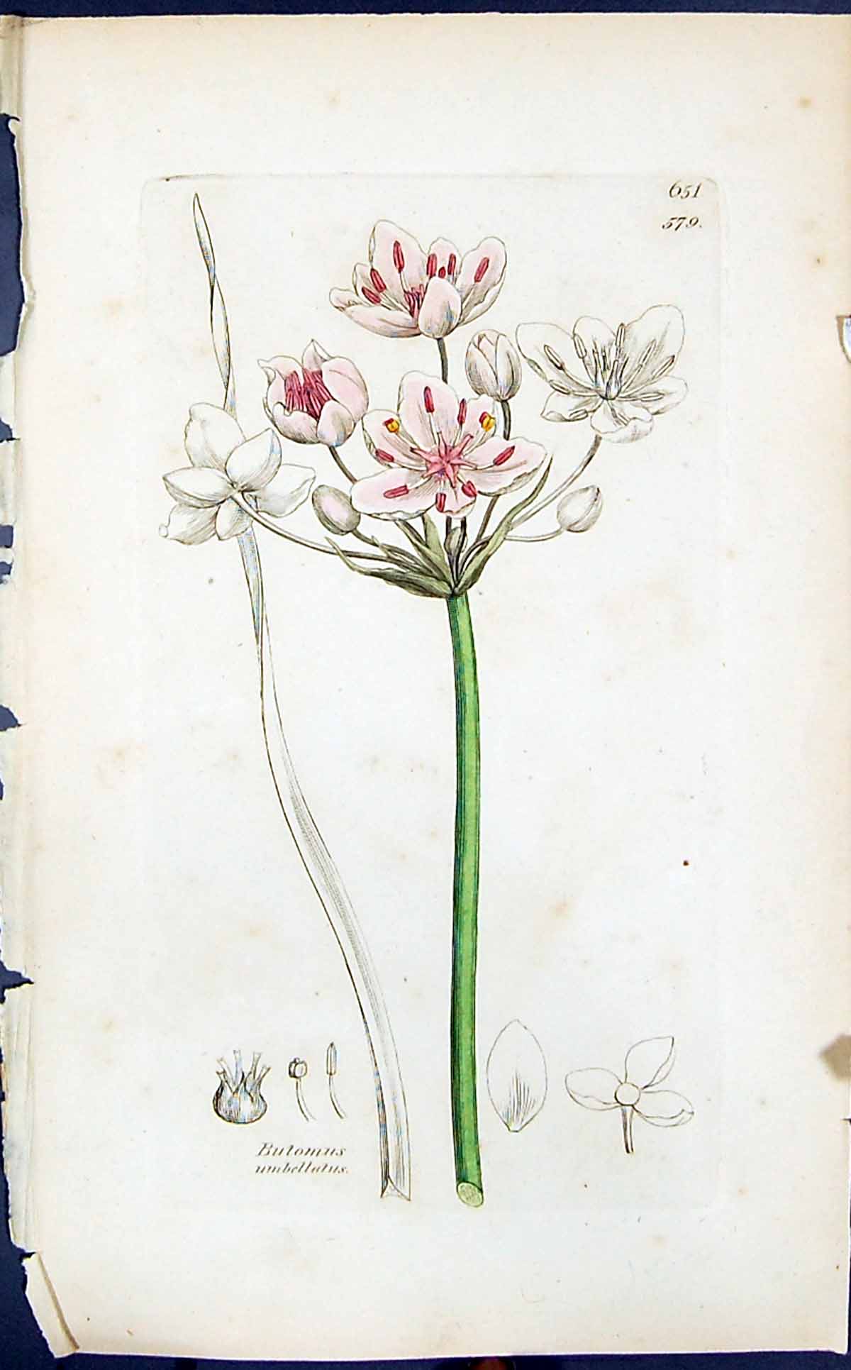 Antique Old Print Butomus Umbellatus Smith Sowerby 1847 British Plants Botany