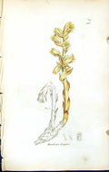 Antique Print Monotropa Hypopitys British Plants Botany 1847 Sowerby Smith 19th