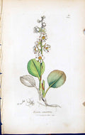 Antique Print Pyrola Rotundifolia British Plants Botany 1847 Sowerby Smith 19th