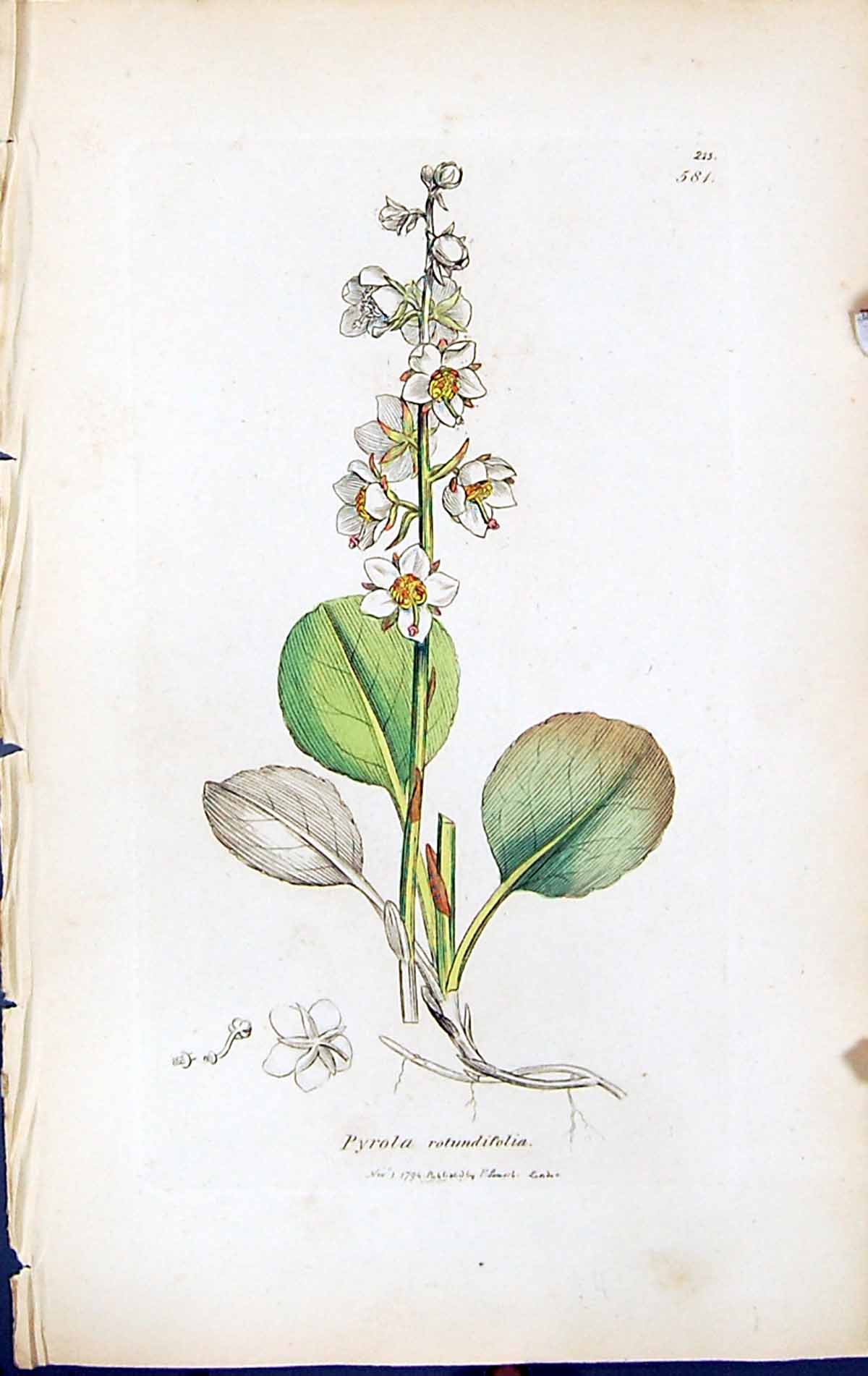 Antique Print Pyrola Rotundifolia British Plants Botany 1847 Sowerby Smith 19th