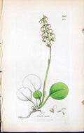 Antique Print Pyrola Media British Plants Botany 1847 Sowerby Smith Colour 19th