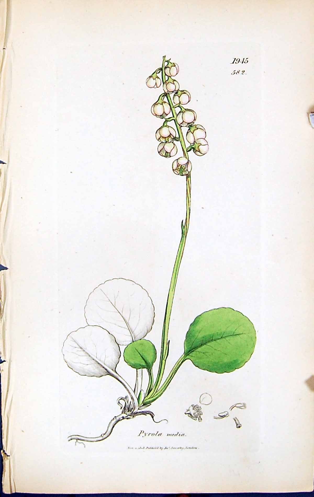 Antique Print Pyrola Media British Plants Botany 1847 Sowerby Smith Colour 19th