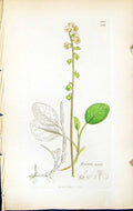 Antique Print Pyrola Minor British Plants Botany 1847 Sowerby Smith Colour