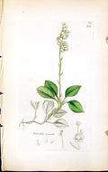 Old Print Pyrola Secunda British Plants Botany 1847 Sowerby Smith Colour 19th