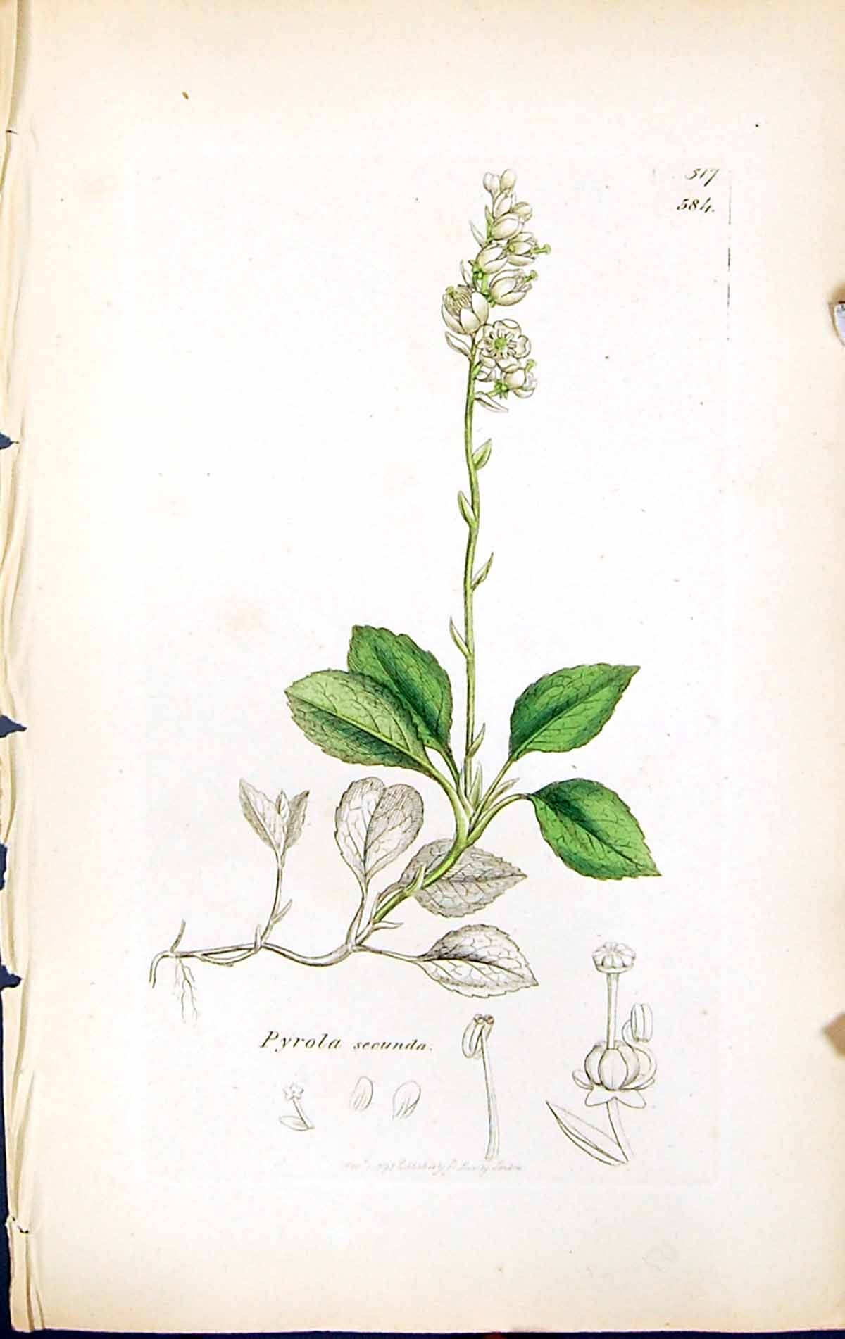 Old Print Pyrola Secunda British Plants Botany 1847 Sowerby Smith Colour 19th