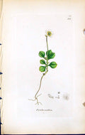 Antique Old Print Pyrola Uniflora British Plants Botany 1847 Sowerby Smith 19th