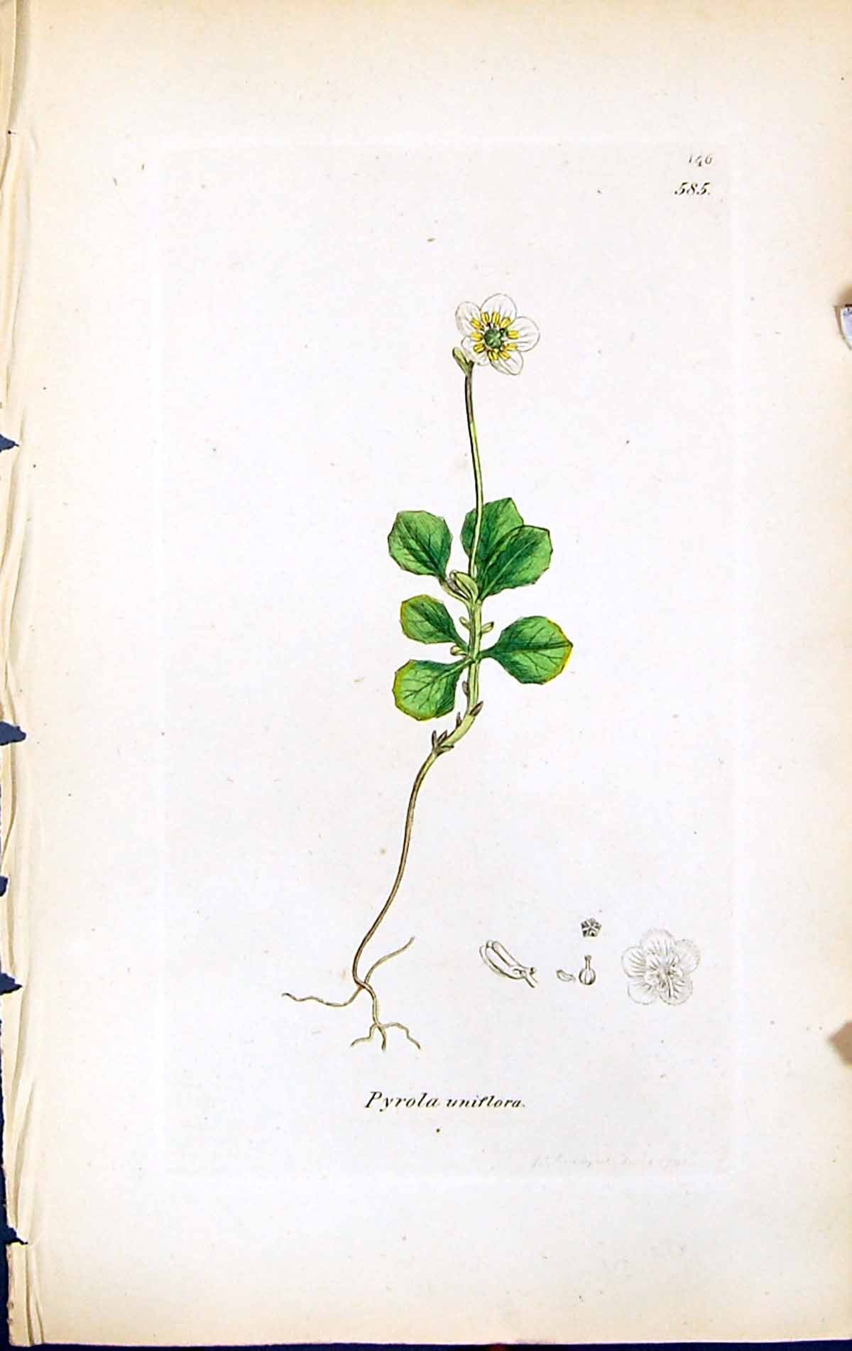 Antique Old Print Pyrola Uniflora British Plants Botany 1847 Sowerby Smith 19th
