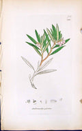 Antique Print Andromeda Polifolia British Plants Botany 1847 Sowerby Smith 19th