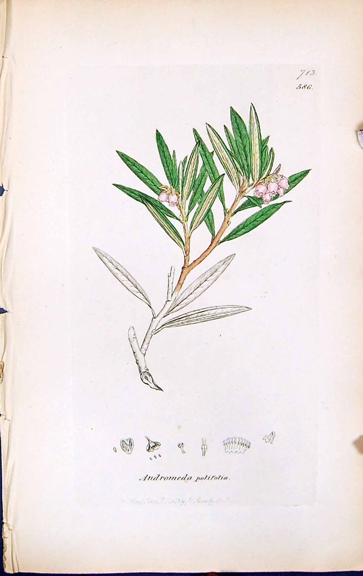 Antique Print Andromeda Polifolia British Plants Botany 1847 Sowerby Smith 19th