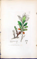 Old Print Arctostaphylos Aplina British Plants Botany 1847 Sowerby Smith 19th