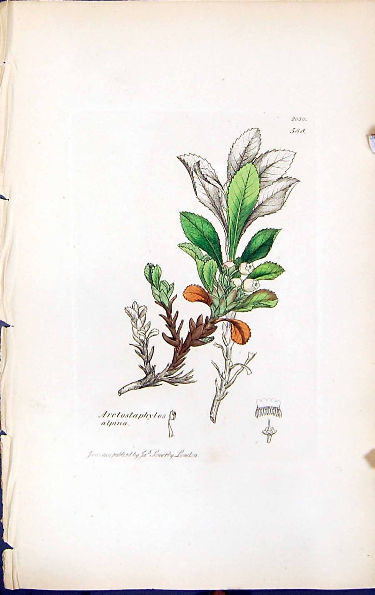 Old Print Arctostaphylos Aplina British Plants Botany 1847 Sowerby Smith 19th