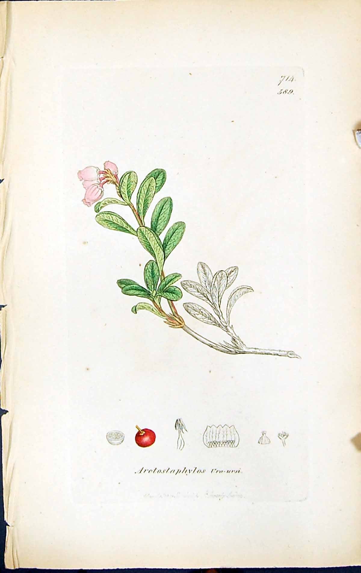 Old Arctostaphylos Ura-Ursi British Plants Botany 1847 Sowerby Smith Victorian