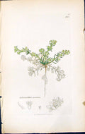 Antique Print Scleranthus Perennis British Plants Botany 1847 Sowerby Smith