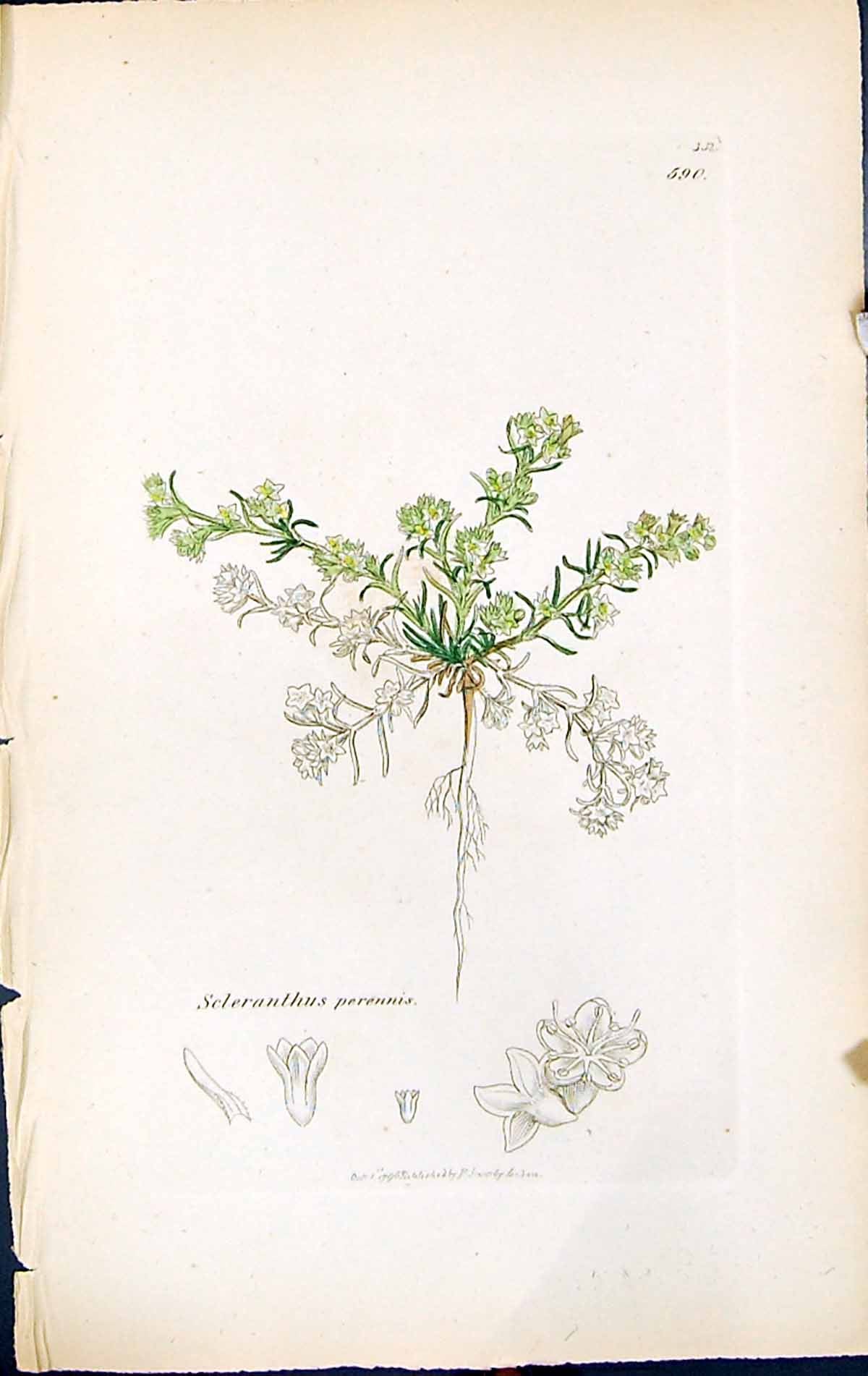 Antique Print Scleranthus Perennis British Plants Botany 1847 Sowerby Smith