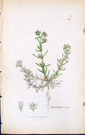 Antique Old Print Scleranthus Annuus British Plants Botany 1847 Sowerby Smith