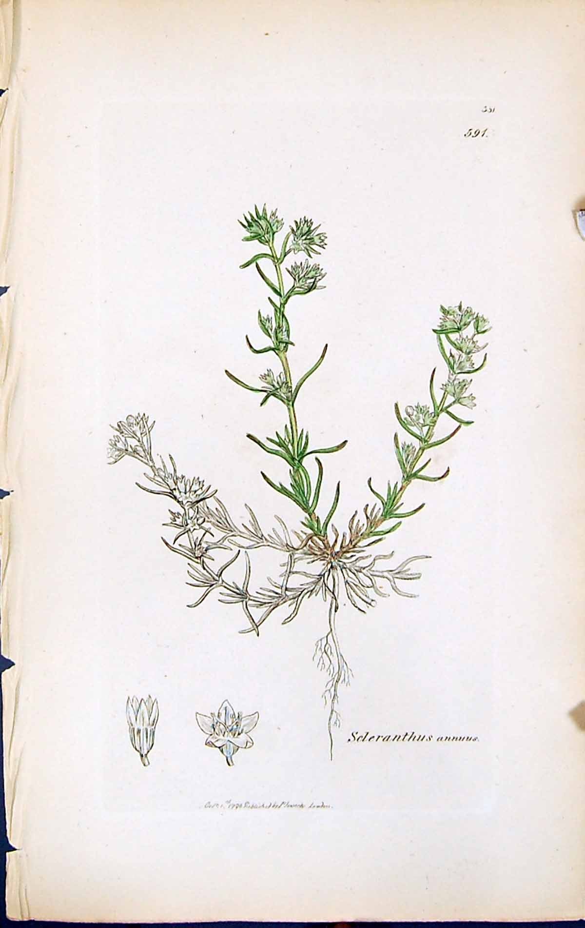 Antique Old Print Scleranthus Annuus British Plants Botany 1847 Sowerby Smith