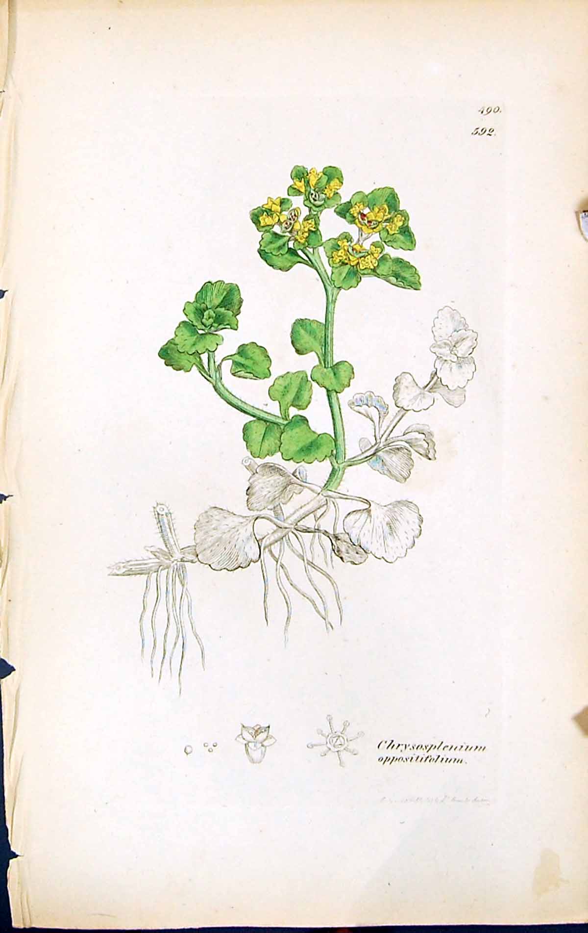 Old Chrysosplenium Oppositifolium British Plants Botany 1847 Sowerby Victorian