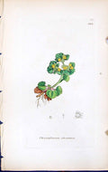Old Chrysosplenium Alternifolium British Plants Botany 1847 Sowerby S Victorian
