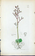 Old Print Saxifrago Geum British Plants Botany 1847 Sowerby Smith Colour 19th