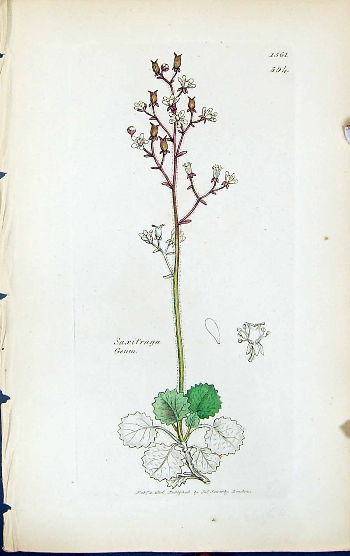 Old Print Saxifrago Geum British Plants Botany 1847 Sowerby Smith Colour 19th