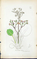 Antique Old Print Saxifraga Hirsuta British Plants Botany 1847 Sowerby Smith