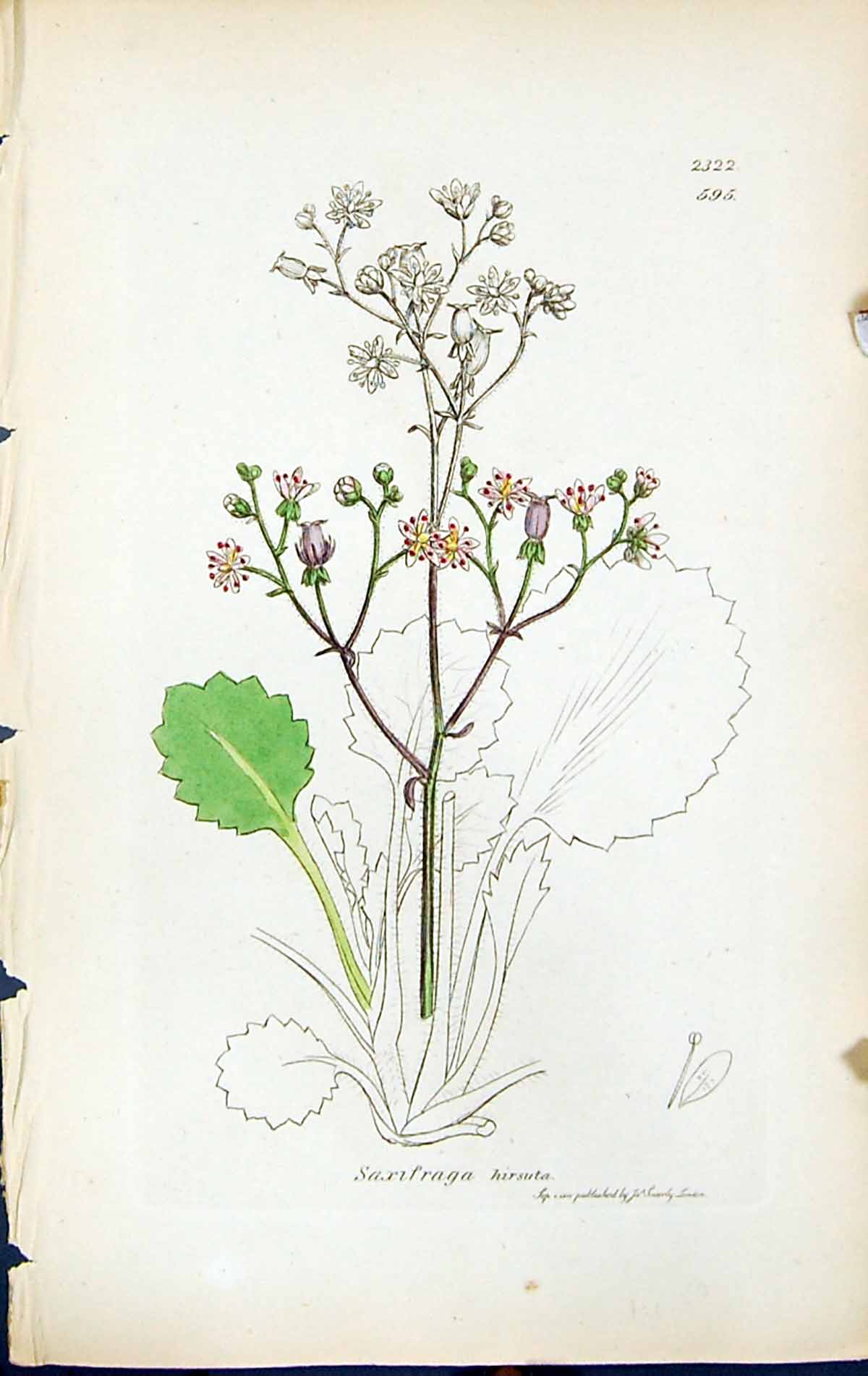 Antique Old Print Saxifraga Hirsuta British Plants Botany 1847 Sowerby Smith