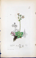 Antique Print Saxifraga Stellaris British Plants Botany 1847 Sowerby Smith 19th