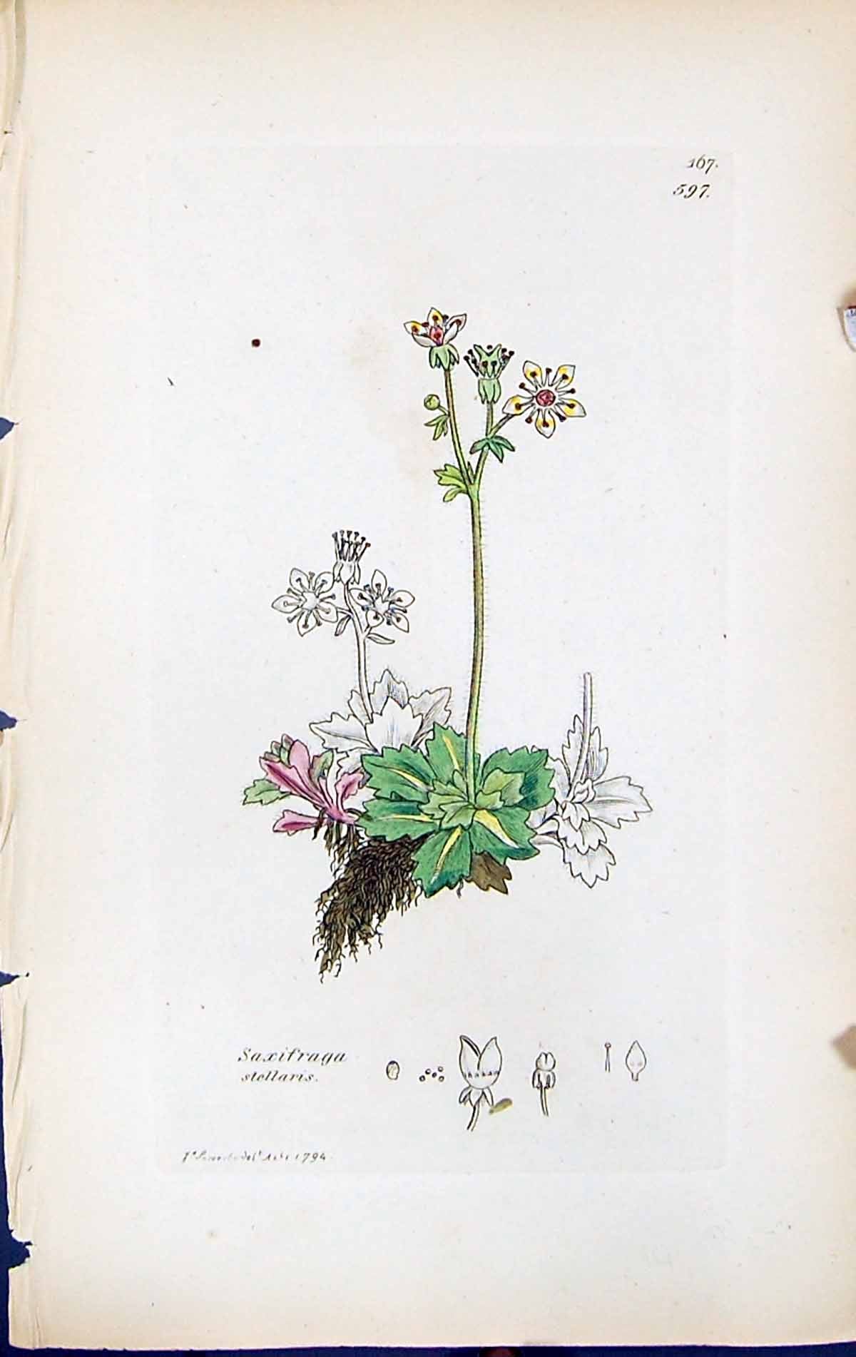 Antique Print Saxifraga Stellaris British Plants Botany 1847 Sowerby Smith 19th