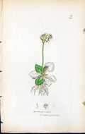 Antique Old Print Saxifraga Nivalis British Plants Botany 1847 Sowerby Smith