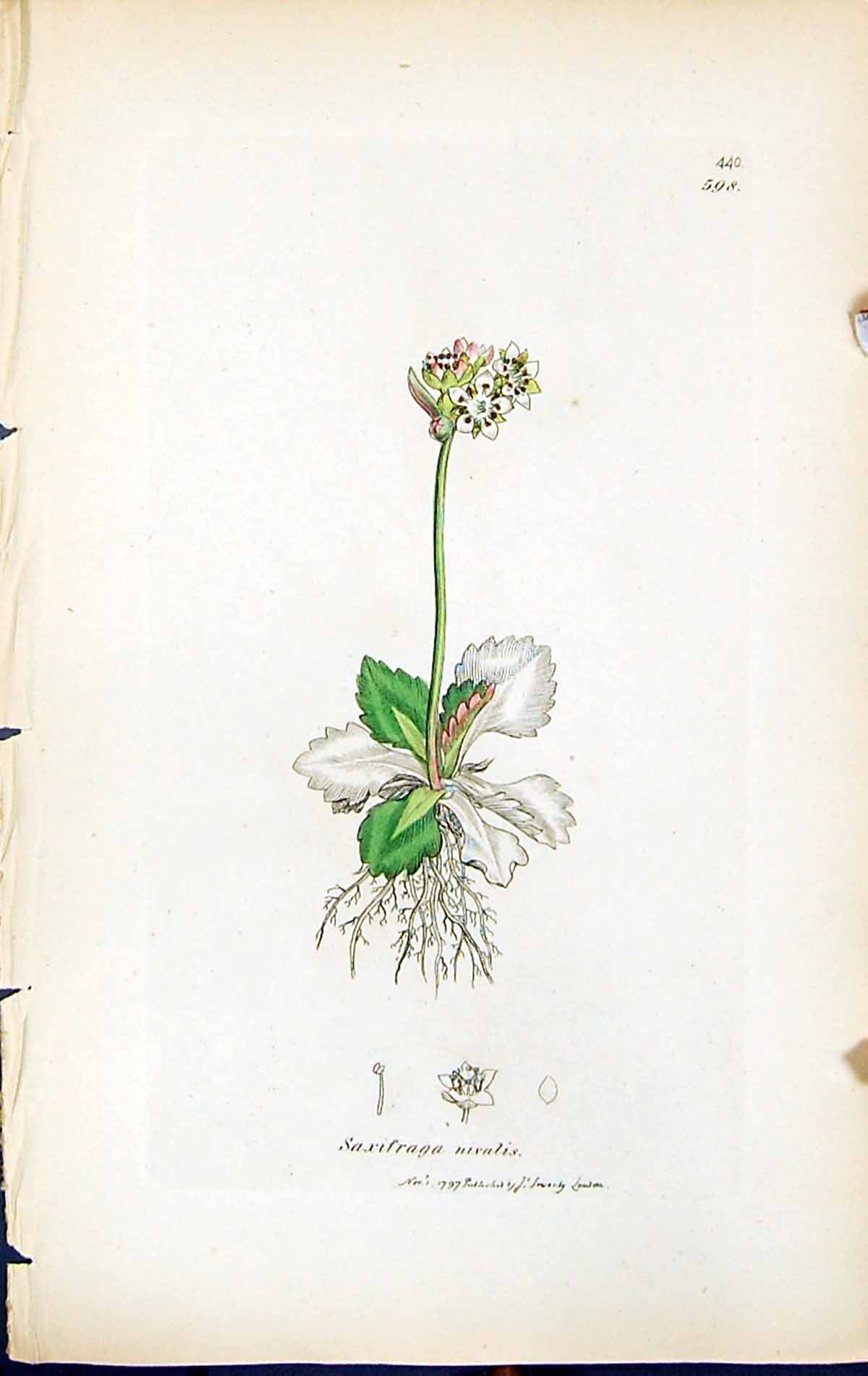 Antique Old Print Saxifraga Nivalis British Plants Botany 1847 Sowerby Smith
