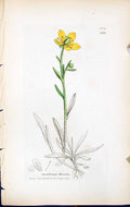 Antique Old Print Saxifraga Hireulus British Plants Botany 1847 Sowerby Smith