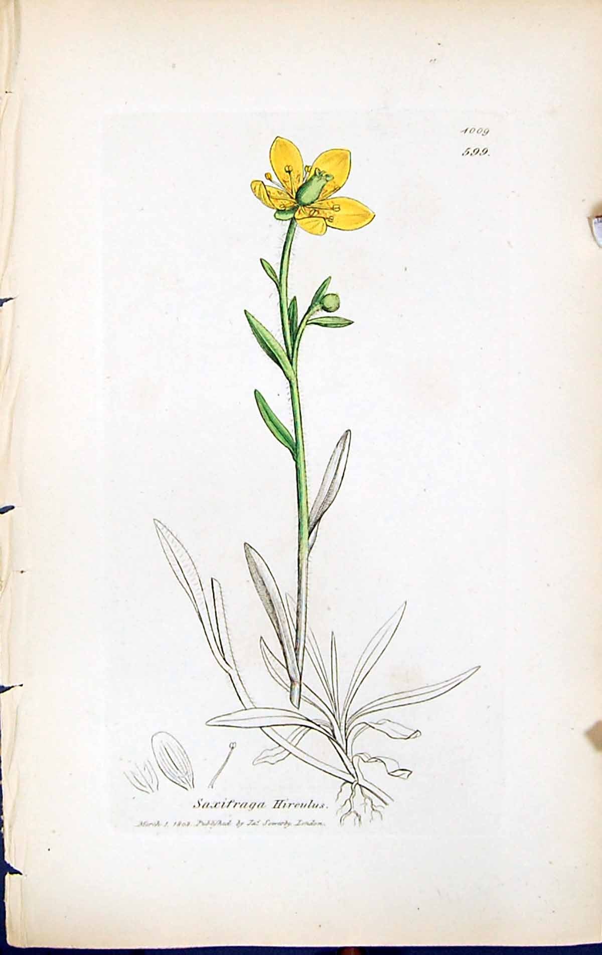 Antique Old Print Saxifraga Hireulus British Plants Botany 1847 Sowerby Smith