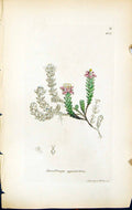 Old Saxifraga Oppositifolia British Plants Botany 1847 Sowerby Smith Victorian