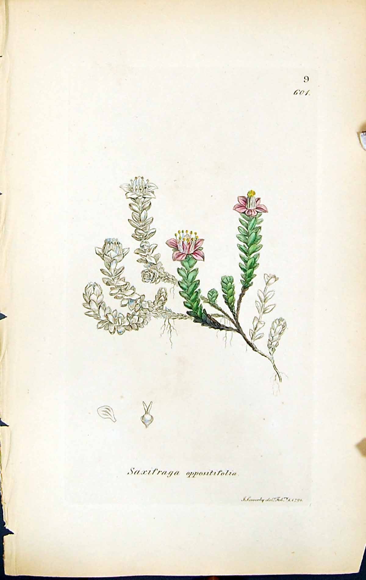Old Saxifraga Oppositifolia British Plants Botany 1847 Sowerby Smith Victorian