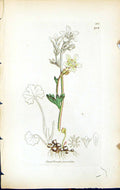 Antique Print Saxifraga Granulata British Plants Botany 1847 Sowerby Smith 19th