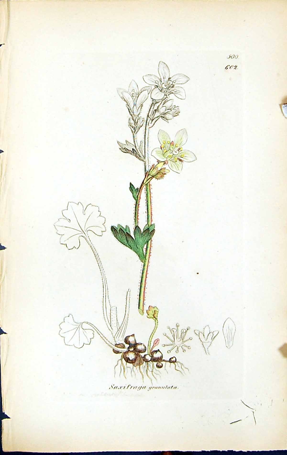 Antique Print Saxifraga Granulata British Plants Botany 1847 Sowerby Smith 19th