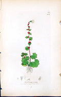 Antique Old Print Saxifraga Cernua British Plants Botany 1847 Sowerby Smith