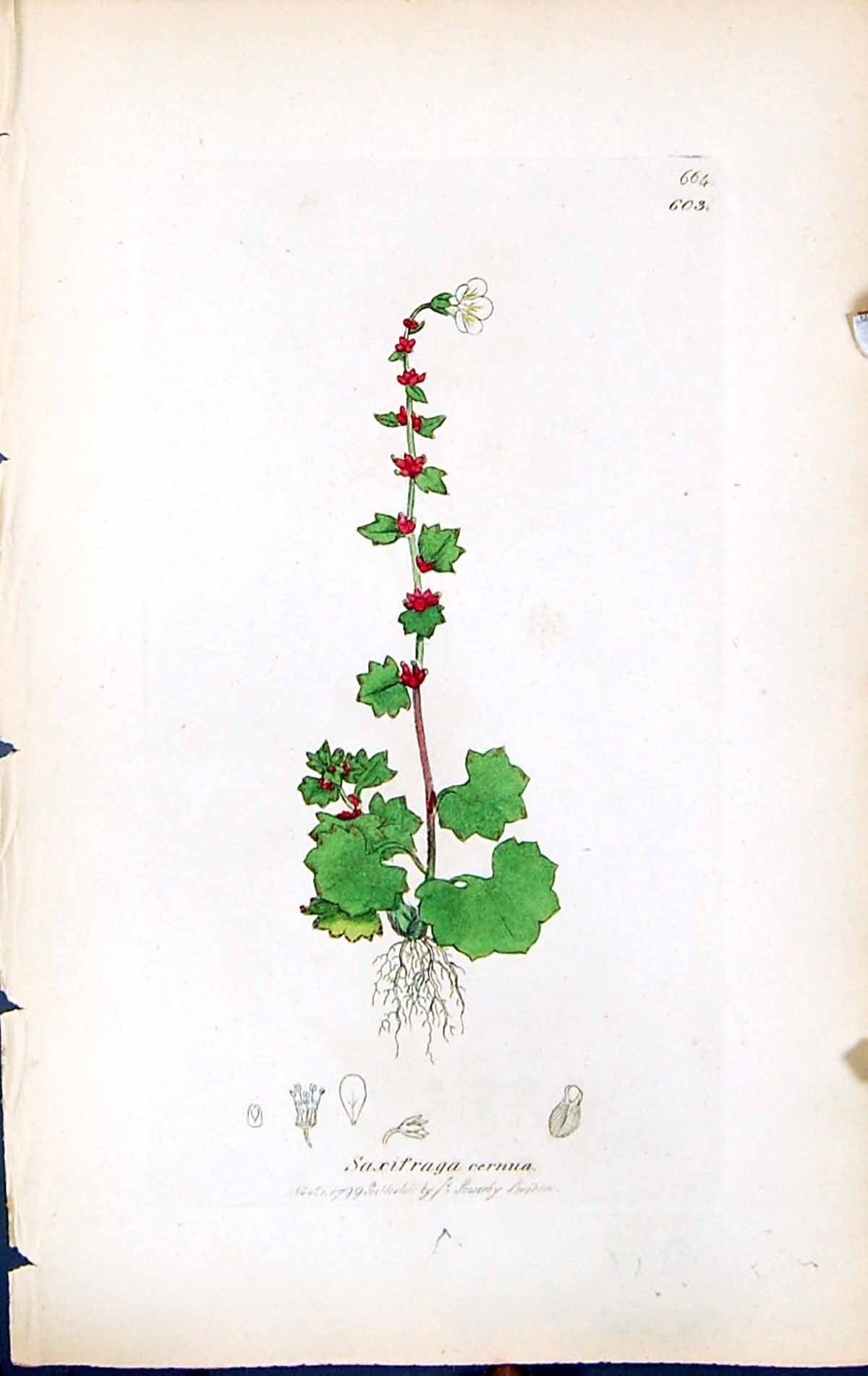 Antique Old Print Saxifraga Cernua British Plants Botany 1847 Sowerby Smith