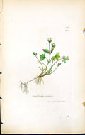 Antique Print Saxifraga Rivularis British Plants Botany 1847 Sowerby Smith 19th
