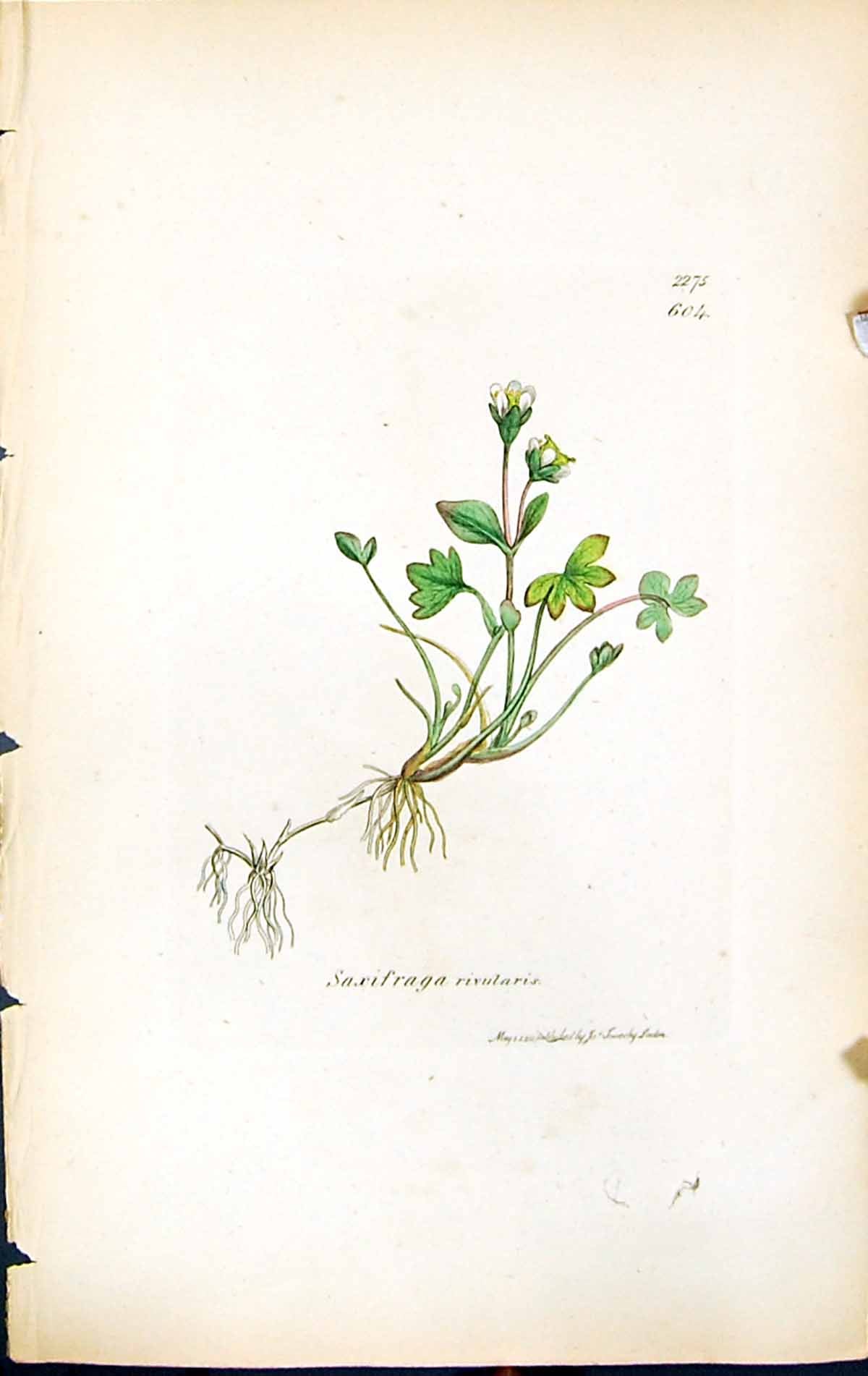 Antique Print Saxifraga Rivularis British Plants Botany 1847 Sowerby Smith 19th