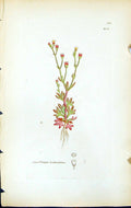Old Saxifraga Tridactylites British Plants Botany 1847 Sowerby Smith Victorian